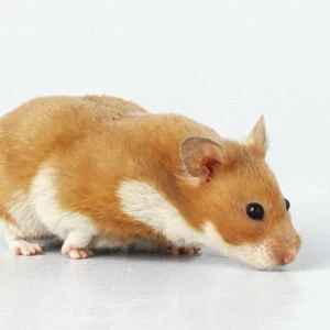 Golden or Syrian Hamster (Mesocricetus auratus) sniffing ground, side view