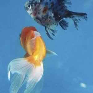 Two Goldfish (Carassius auratus), one orange and the other mulit-coloured, swimming away