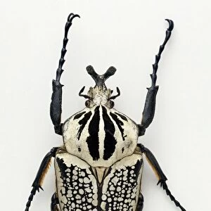 Goliath Beetle species (Goliathus orientalis), overhead view