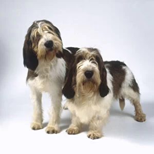 A Grand Basset Griffon Vendeen and a Petit Basset Griffon Vendeen standing side by side, looking at camera