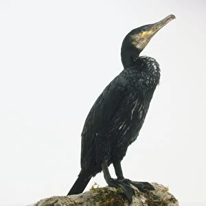 Great Cormorant (Phalacrocorax carbo) sitting on a rock