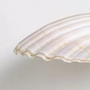 Great Scallop shell (Pecten maximus), side view