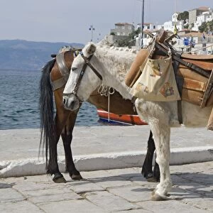 Greece, Saronic Islands, Hydra island, Hydra Port, two mules on promenade
