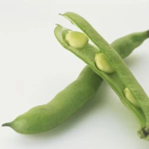 Two green broad bean pods, one whole and another cracked open to reveal beans inside