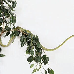 Green cat snake (Boiga cyanea) in tree
