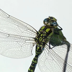 Green Darner or Common Green Darner (Anax junius) dragonfly