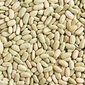 Green flageolet beans, close up