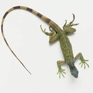 Green Iguana (Iguana iguana), a lizard, green body, long green-black striped, tapering tail, view from above