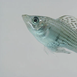 Green Sailfin Molly (Poeciliidae), blue-grey fish covered with black spots, and large caudal fin