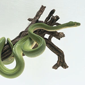 Green Tree Python, Morelia viridis, partially coiled around a large branch. The snake is bright green with a broken line of white markings along the midline of the back. Bulges are visible on the head and the snake has green eyes