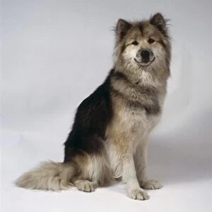 A Greenland dog with thick gray fur sits on its haunches while restrained by a red leash