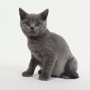 Grey British Shorthair kitten (Felis catus), sitting, facing forward