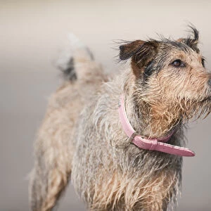 Grey-brown mongrel dog with wet coat, wearing pink leather collar, close-up, looking away