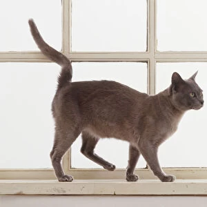 Grey-brown short-haired Cat (Felis catus) strolling along a window sill, side view