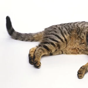Grey-brown tabby cat lying on its side