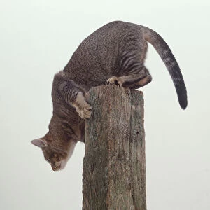 A grey Cat (Felis catus) about to leap from a post, side view