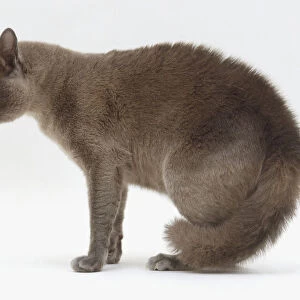 A grey Cat (Felis catus) poised for a move