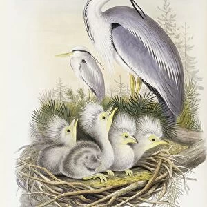 Grey heron (Ardea cinerea), Engraving by John Gould