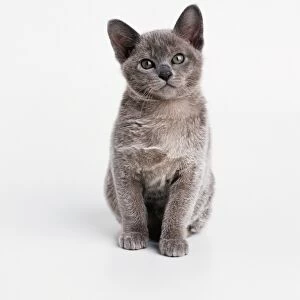 A grey kitten, looking at camera