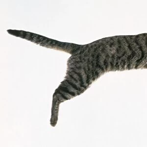 Grey tabby cat in mid-air, side view