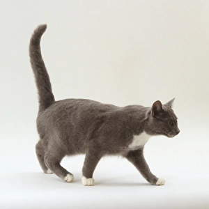 Grey and white cat with tail raised, side view