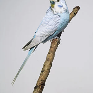 Grey-winged blue Budgerigar (Melopsittacus undulatus), perching on a branch