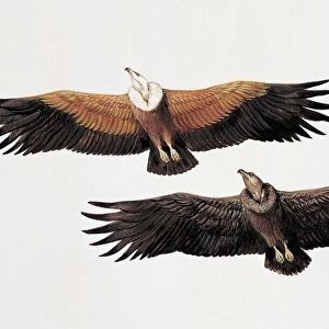 Two griffon vultures (Gyps Fulvus)