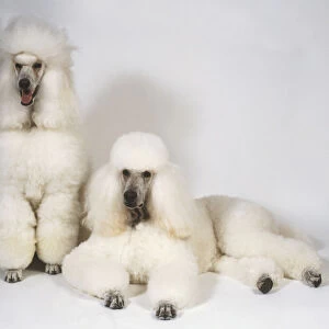 Two groomed, white Standard Poodles (Canis familiaris), front view