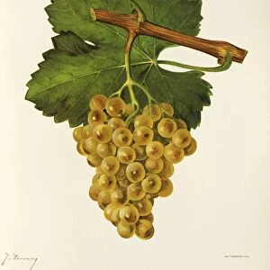 Gros Semillon grape, illustration by J. Troncy