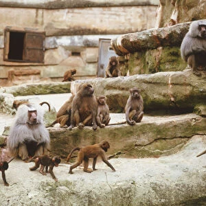 A group of baboons