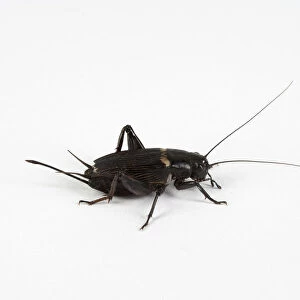 Gryllus assimilis (common black cricket) against white background