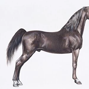 Hackney horse (Equus caballus), illustration