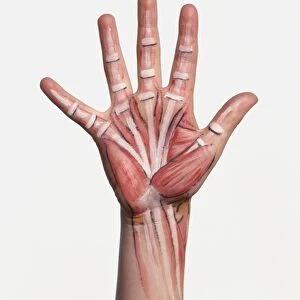 Hand with bone structure and muscle groups painted on skin