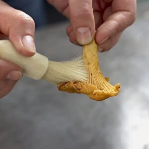 Hands cleaning chanterelle mushroom with pastry brush, close-up