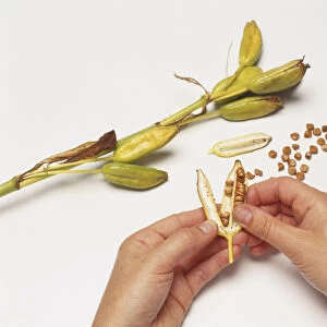 Hands collecting seeds from a ripe seedhead capsule of Iris laevigata (Rabbit-ear iris), seeds and complete seedhead in the background