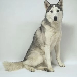 A handsome seated Siberian husky with a thick grey and white coat and tall pricked-up ears, looking towards the camera