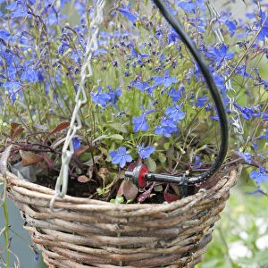 Hanging basket of Lobelia with tube watering system, close-up