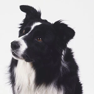 Head of border collie (canis familiaris), front view