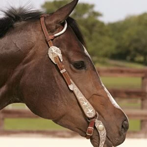 Head of a brown horse wearing a Western bridle, close-up