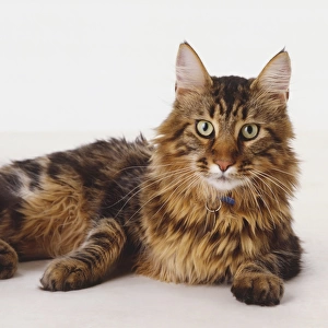 Head of brown tabby Maine Coon Cat, green eyes, white markings around mouth, large erect ears, long white whiskers, long hair on neck