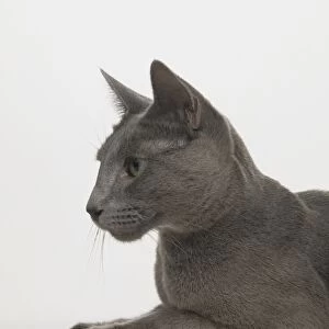 Head of Russian Blue Cat (Felis silvestris catus) lying on its front, side view