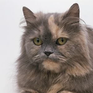 Head and shoulders of Blue-Cream longhair Persian cat, looking at camera