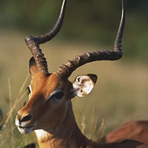 Head and shoulders of an Impala antelope (Aepyceros melampus)