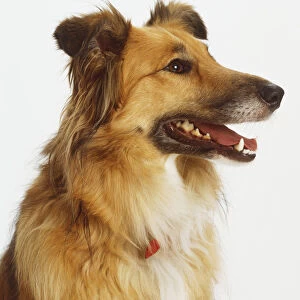 Headshot of a Collie mix (Canis familiaris) panting, profile view