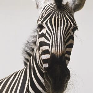 Headshot of a Common Zebra (Equus burchelli) facing forward