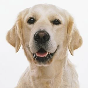 Front headshot of a Golden Retriever Dog