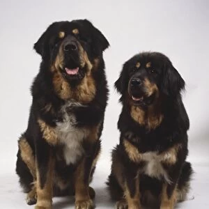 Two heavyset black and tan Tibetan mastiffs sit side-by-side mouths open