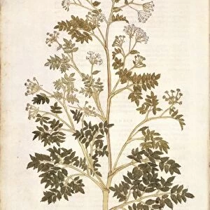 Hemlock - Conium maculatum (Cicuta) by Leonhart Fuchs from De historia stirpium commentarii insignes (Notable Commentaries on the History of Plants), colored engraving, 1542