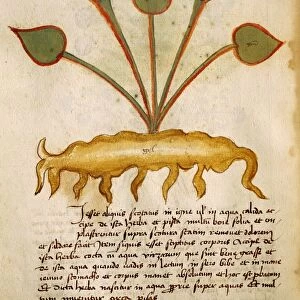Herba Nasturzio, illustration by Orgione Rizzardo, 14th century