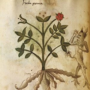 Herba Peonica, illustration